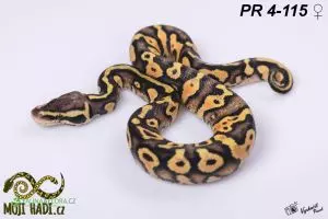 Python regius / Krajta královská 